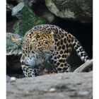 Leopardo dell'Amur