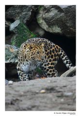 Leopardo dell'Amur