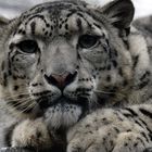 leopardo delle nevi 2