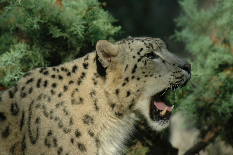 leopardo delle nevi