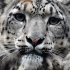 leopardo delle nevi