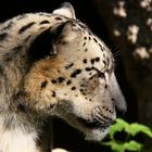 Leopardo delle nevi (Uncia Uncia)