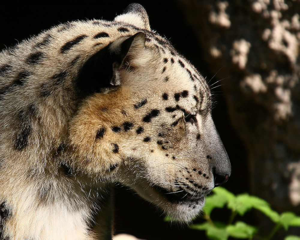 Leopardo delle nevi (Uncia Uncia)