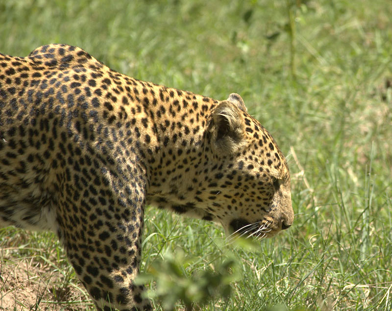 LEOPARDO