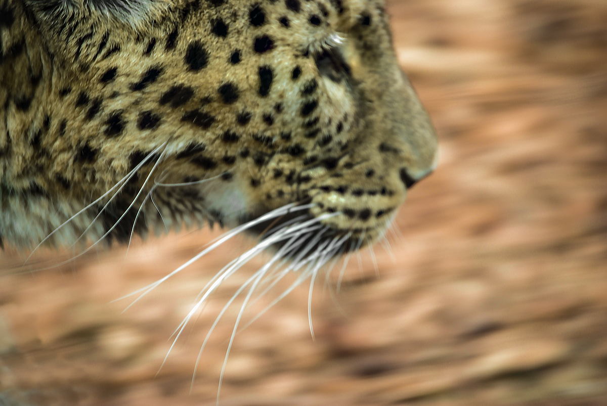 Leopardo in corsa