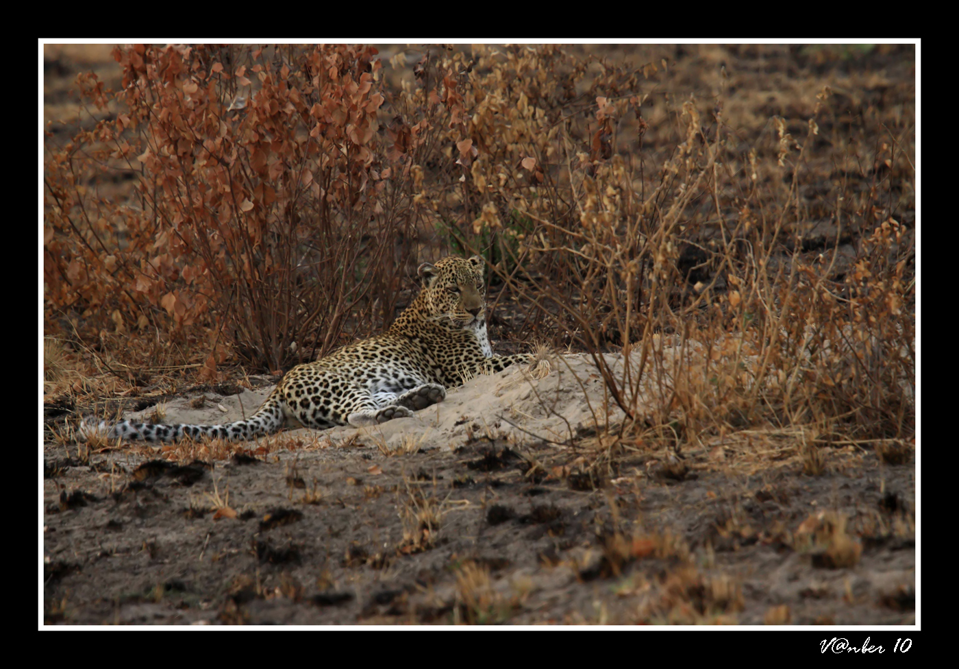 Leopardo in relax ......