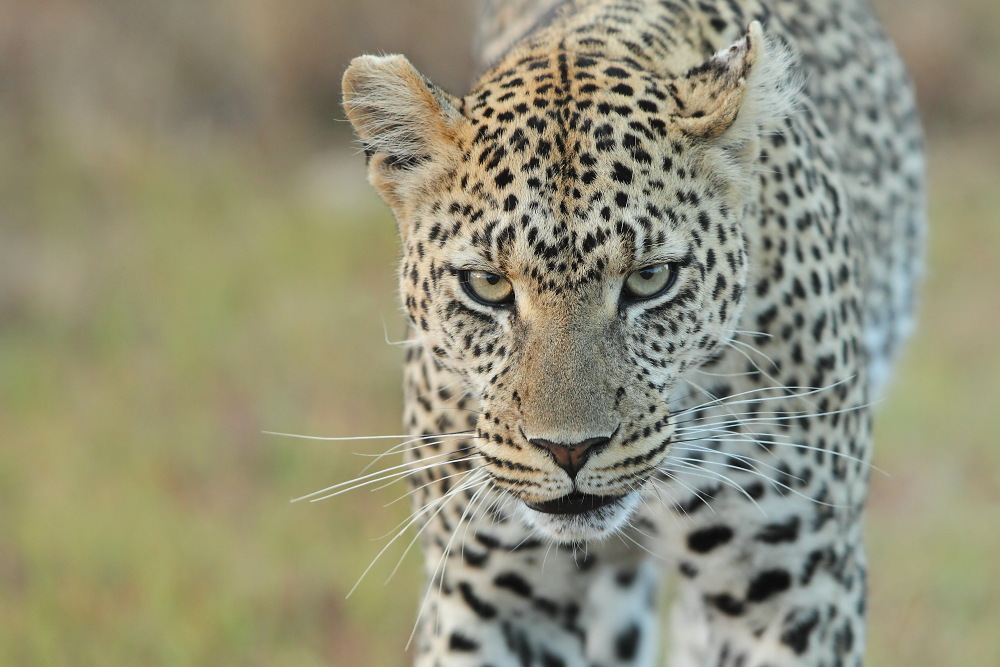 leopardo, serengeti - tanzania