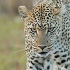 leopardo, serengeti - tanzania