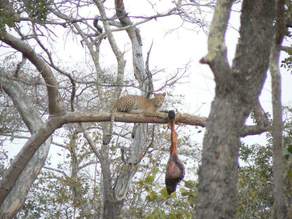 LEOPARDO TANZANIA