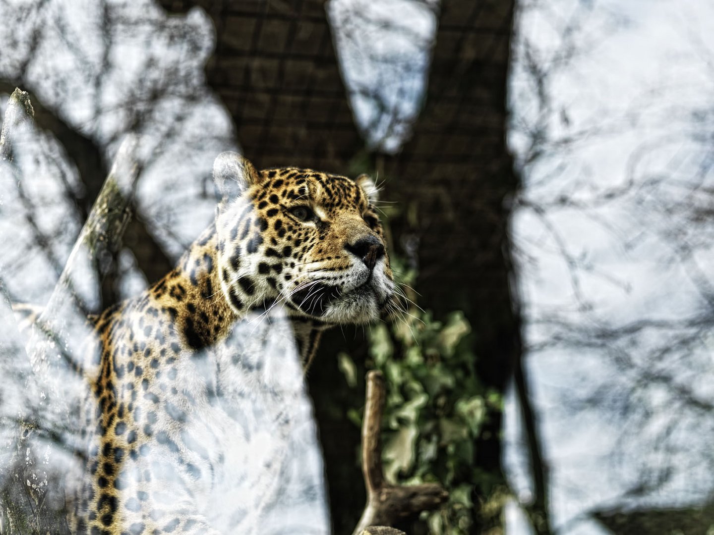 leopardo2