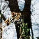 leopardo2