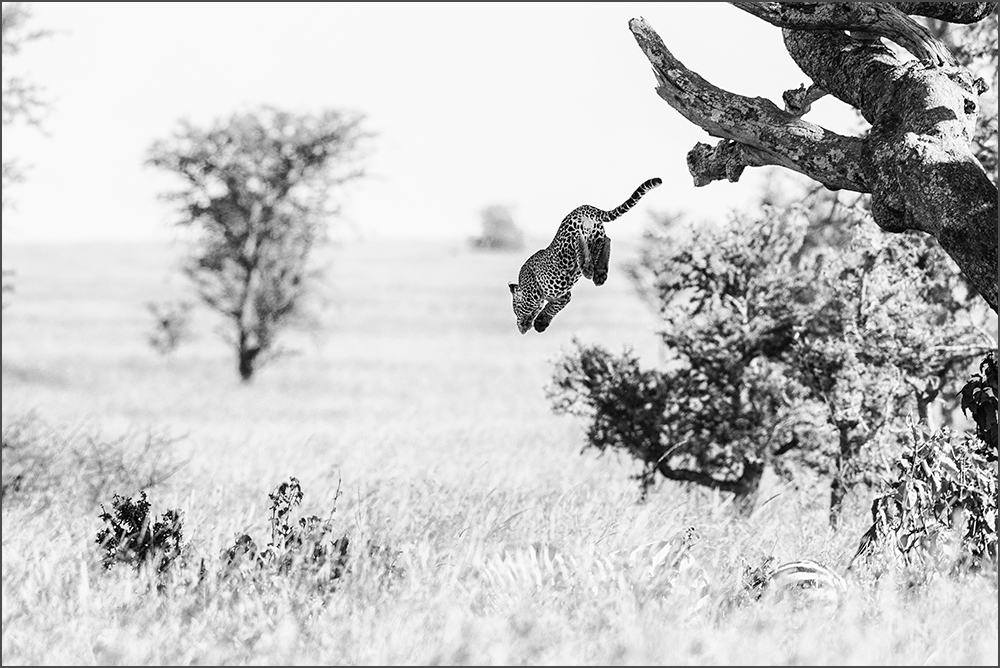 Leopard's Jump