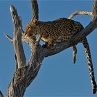 Leopards Leap
