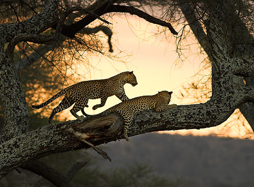 Leopards Play