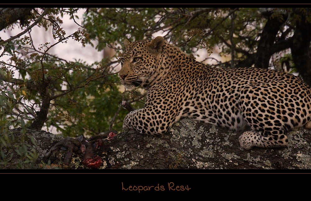 ~ Leopards Rest ~ [2]