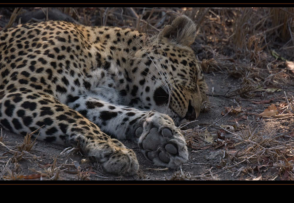 ~ Leopards Rest ~