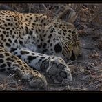 ~ Leopards Rest ~
