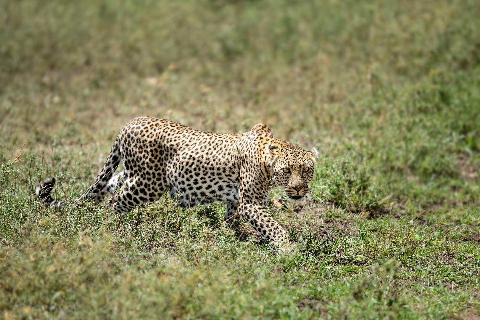 Leopard/Serengeti National Park