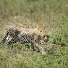 Leopard/Serengeti National Park