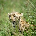 Leopard/Serengeti National Park