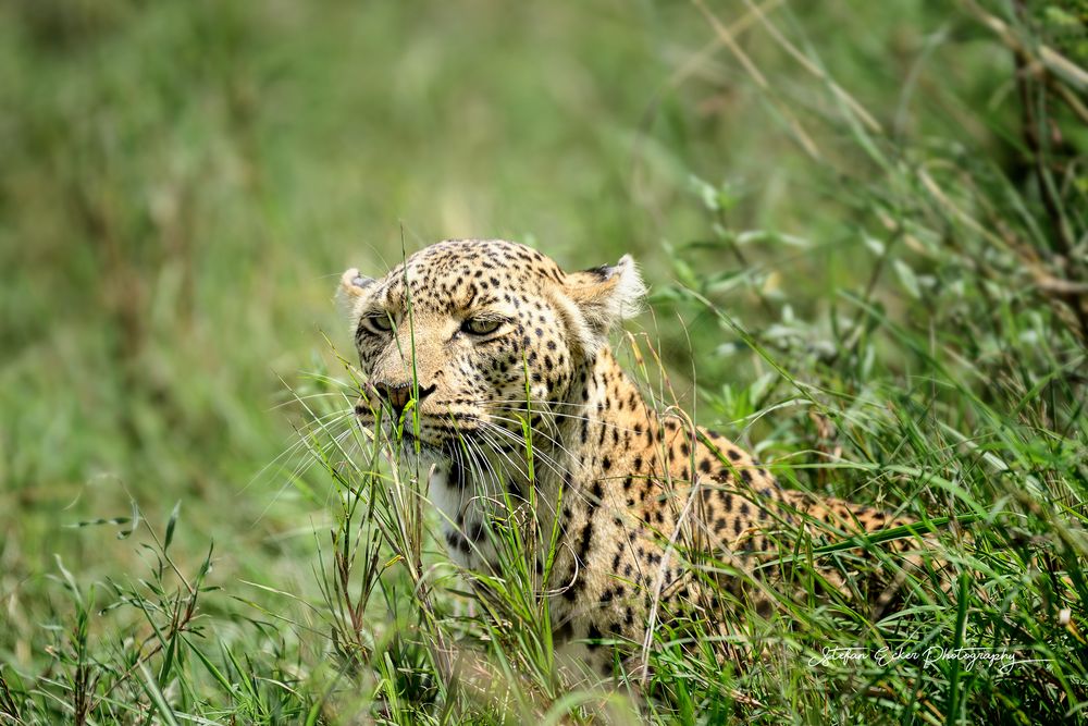 Leopard/Serengeti National Park