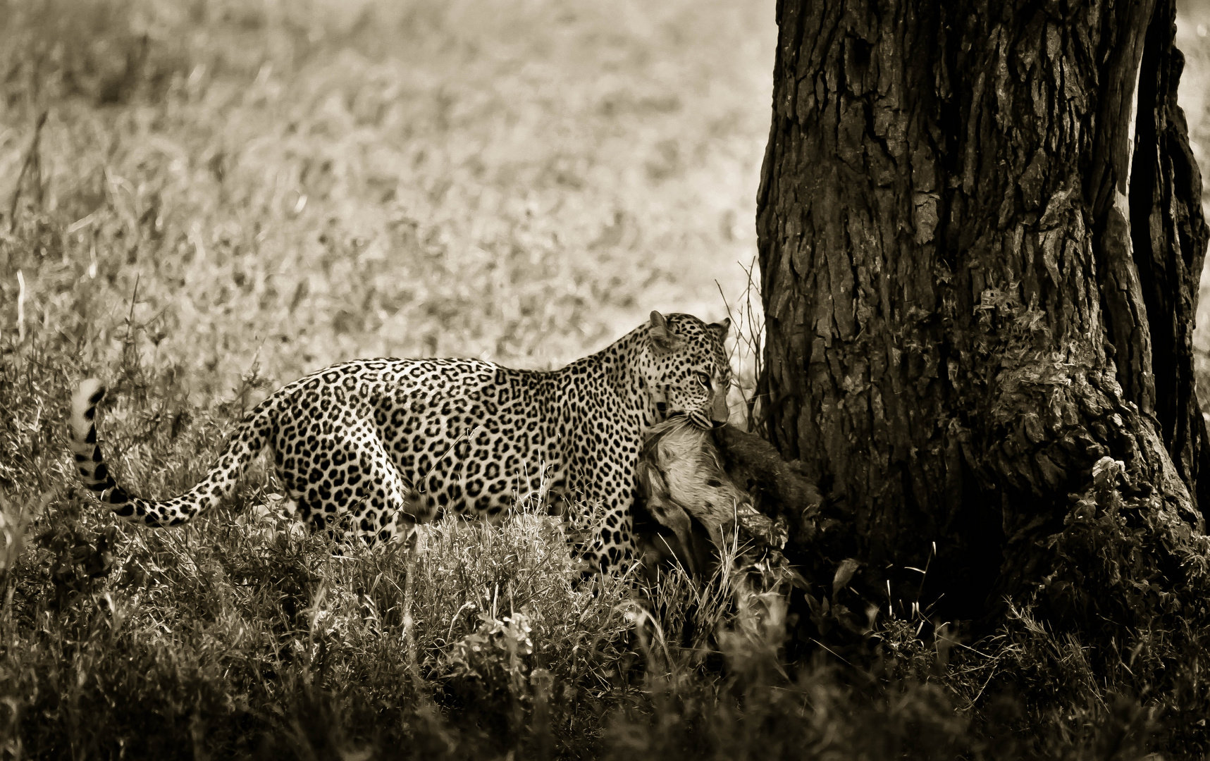 Leopard,Tanzania