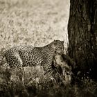 Leopard,Tanzania