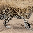 Leopard_Tena Tena-5134