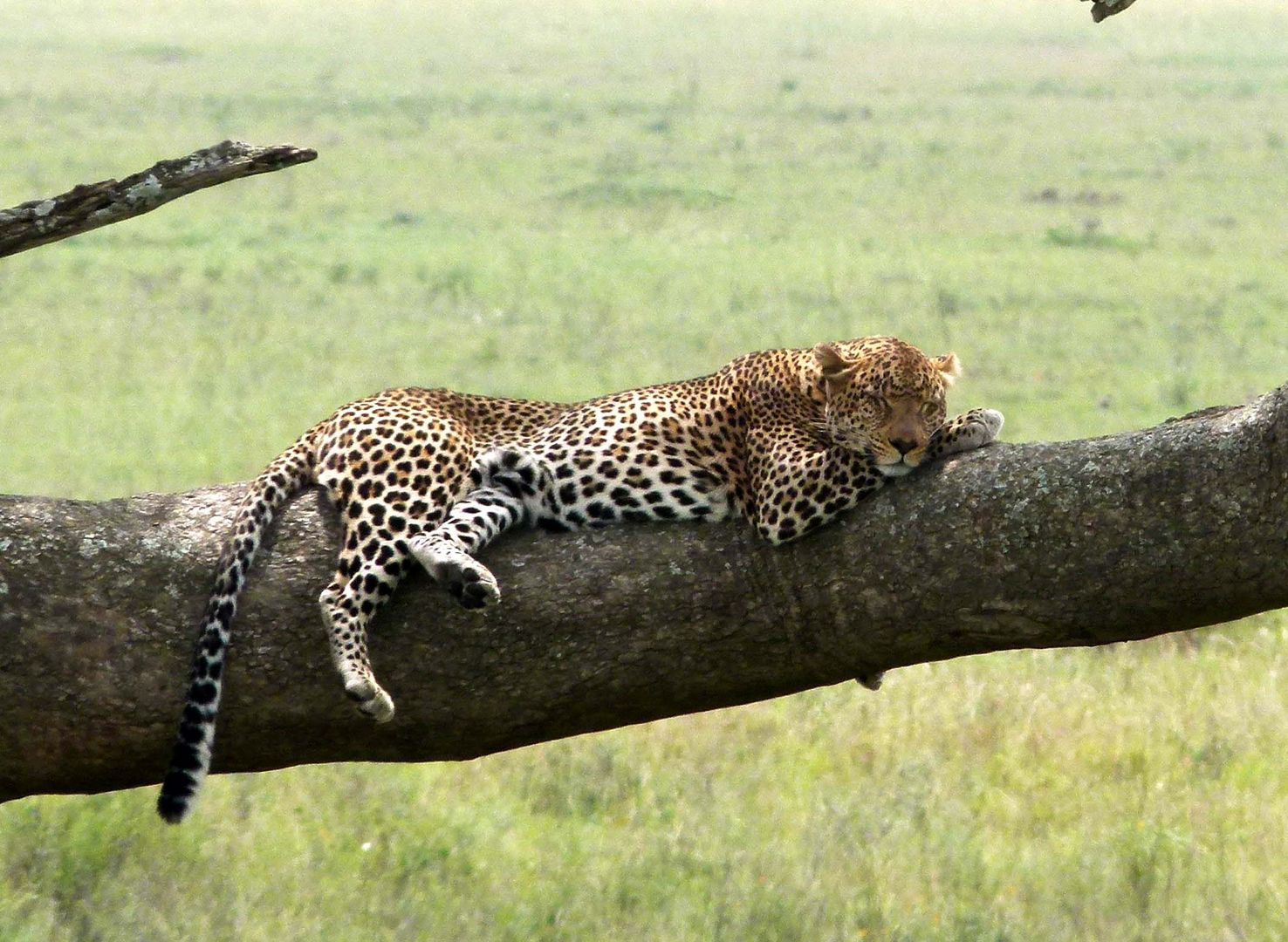 Leopart in der Serengeti