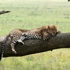 Leopart in der Serengeti