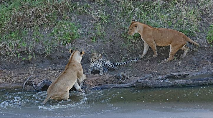 Leopartd is distress