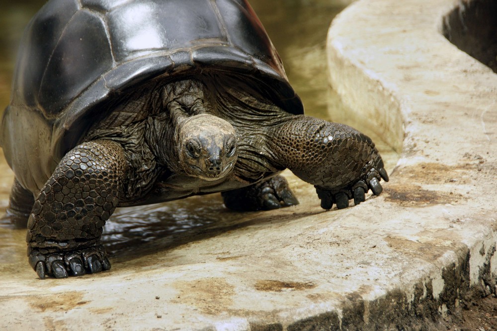 Leopold in Hagenbecks Tierpark wird 2010 100 Jahre alt