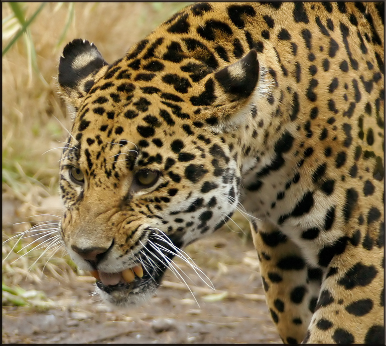 Leopord, schlecht gelaunt