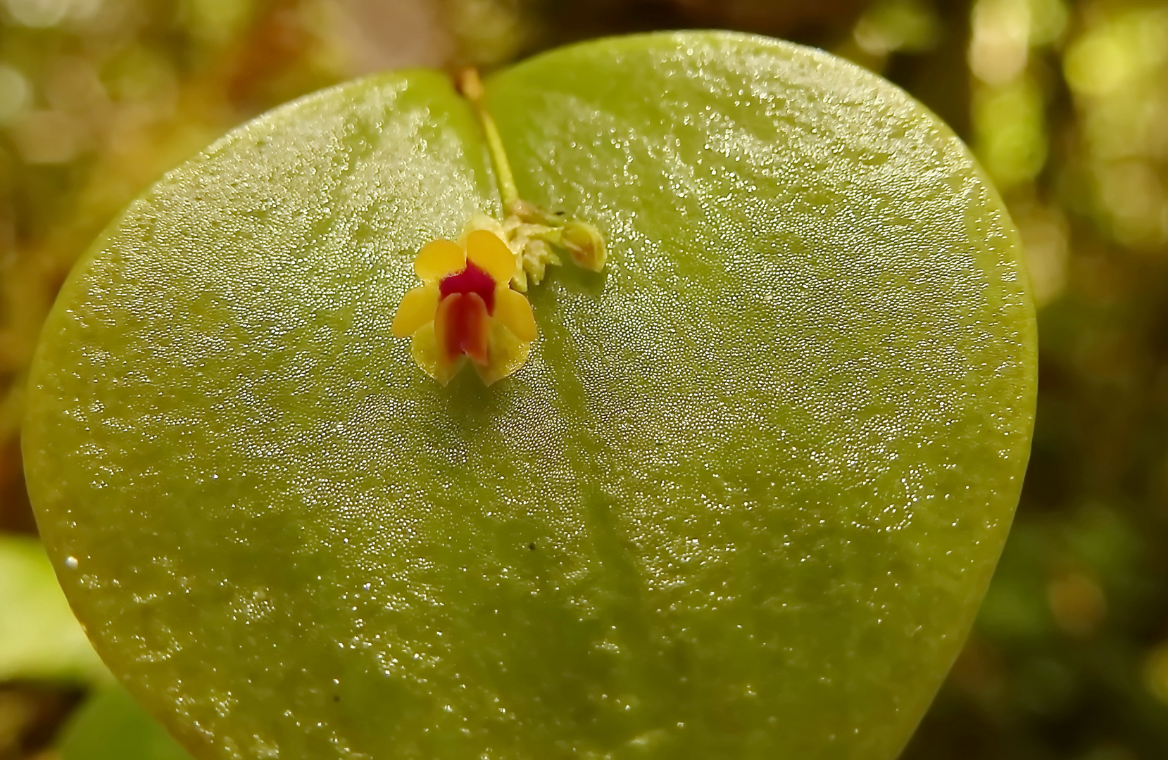 Lepanthes appendiculata