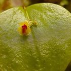 Lepanthes appendiculata