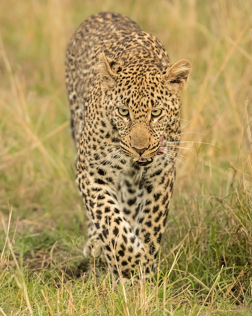 Lepard auf der Jagd 2