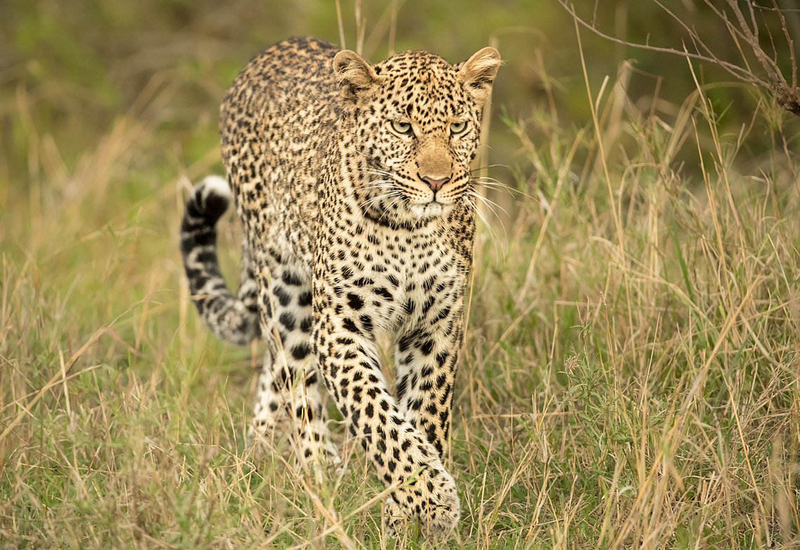Lepard in der Mara