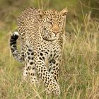 Lepard in der Mara