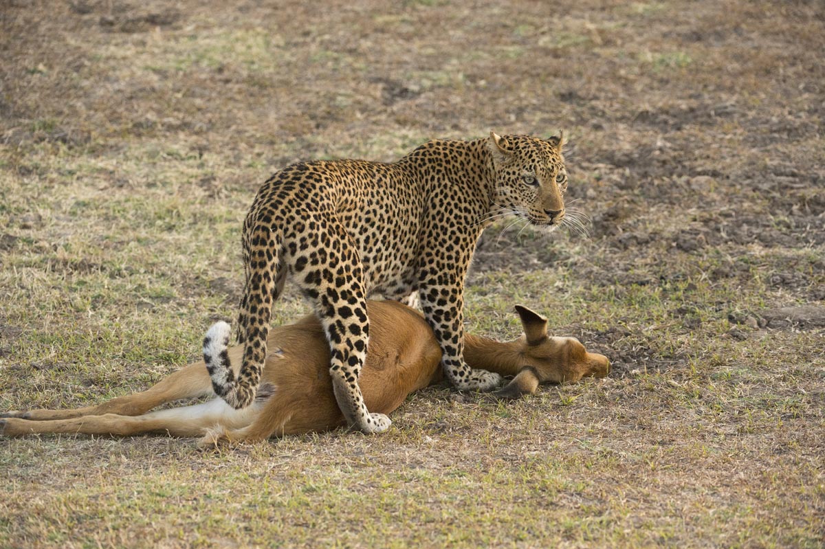 Lepard mit Beute, Puku