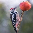 L'épeichette et la pomme