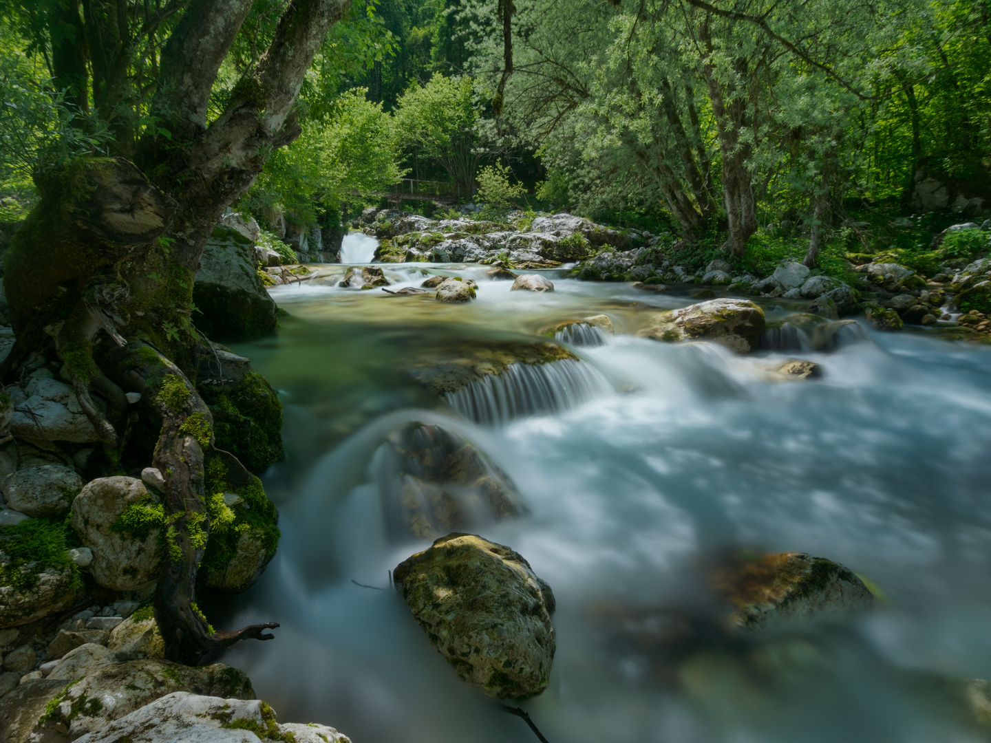 Lepenjica