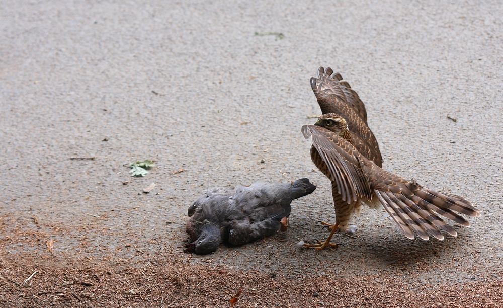 L'épervier & le pigeon