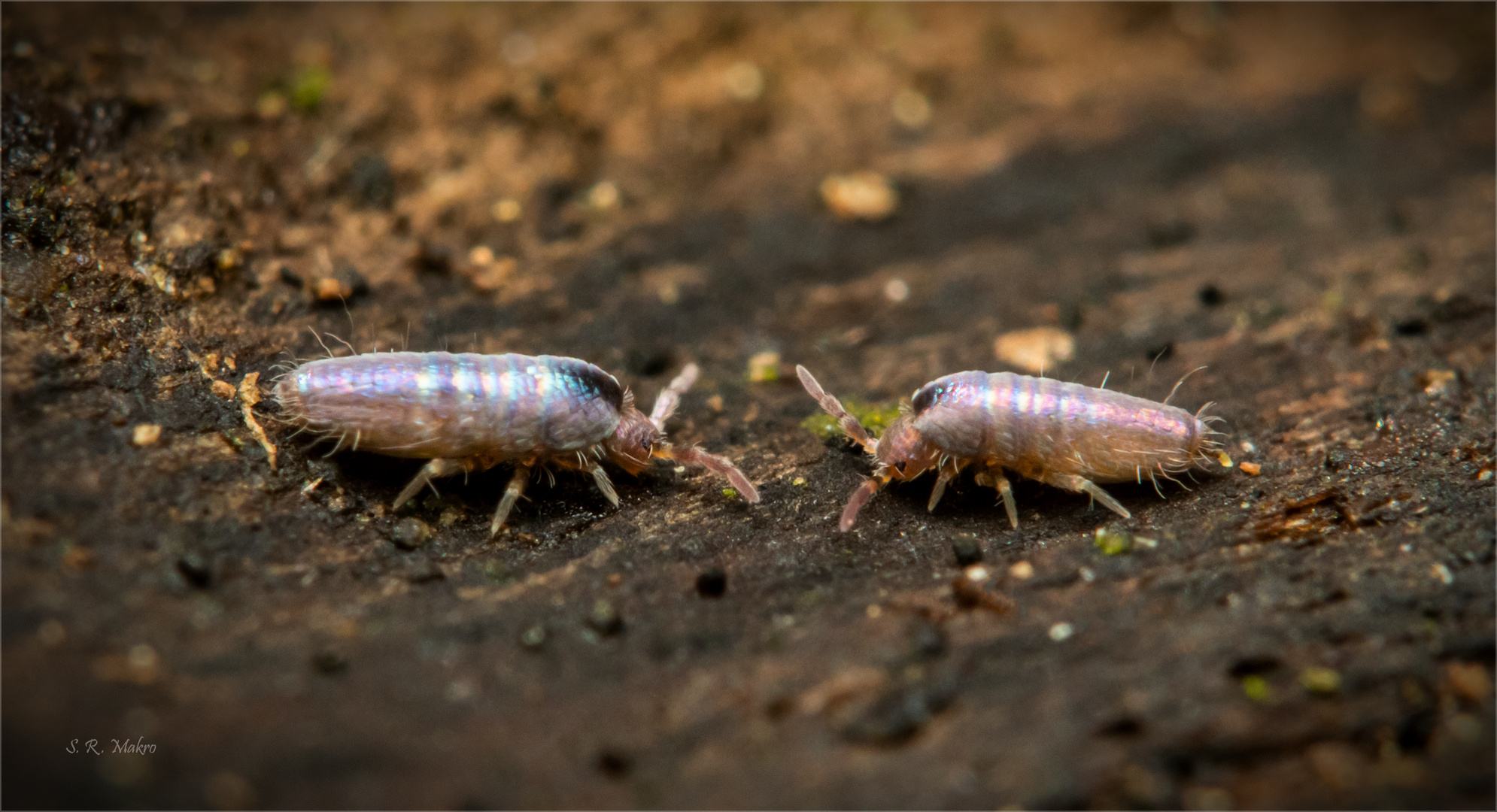 Lepidocyrtus lignorum (Springschwänze)