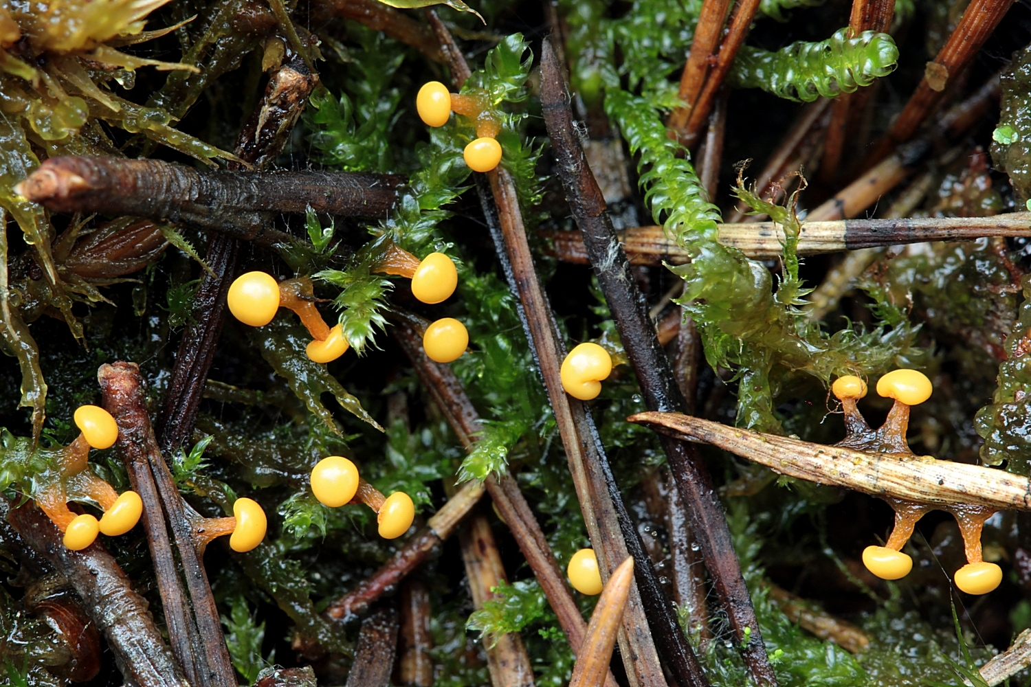 Lepidoderma tigrinum - ein in der Ebene seltener Myxomycet