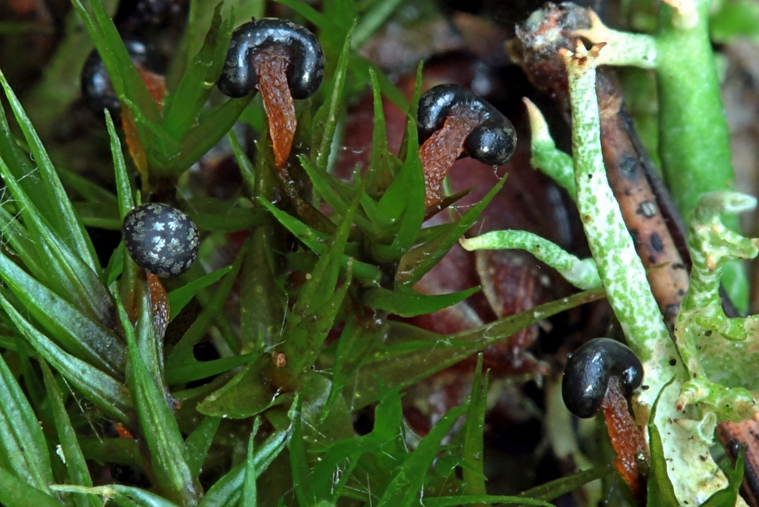 Lepidoderma tigrinum mit Stern-Fleckchen