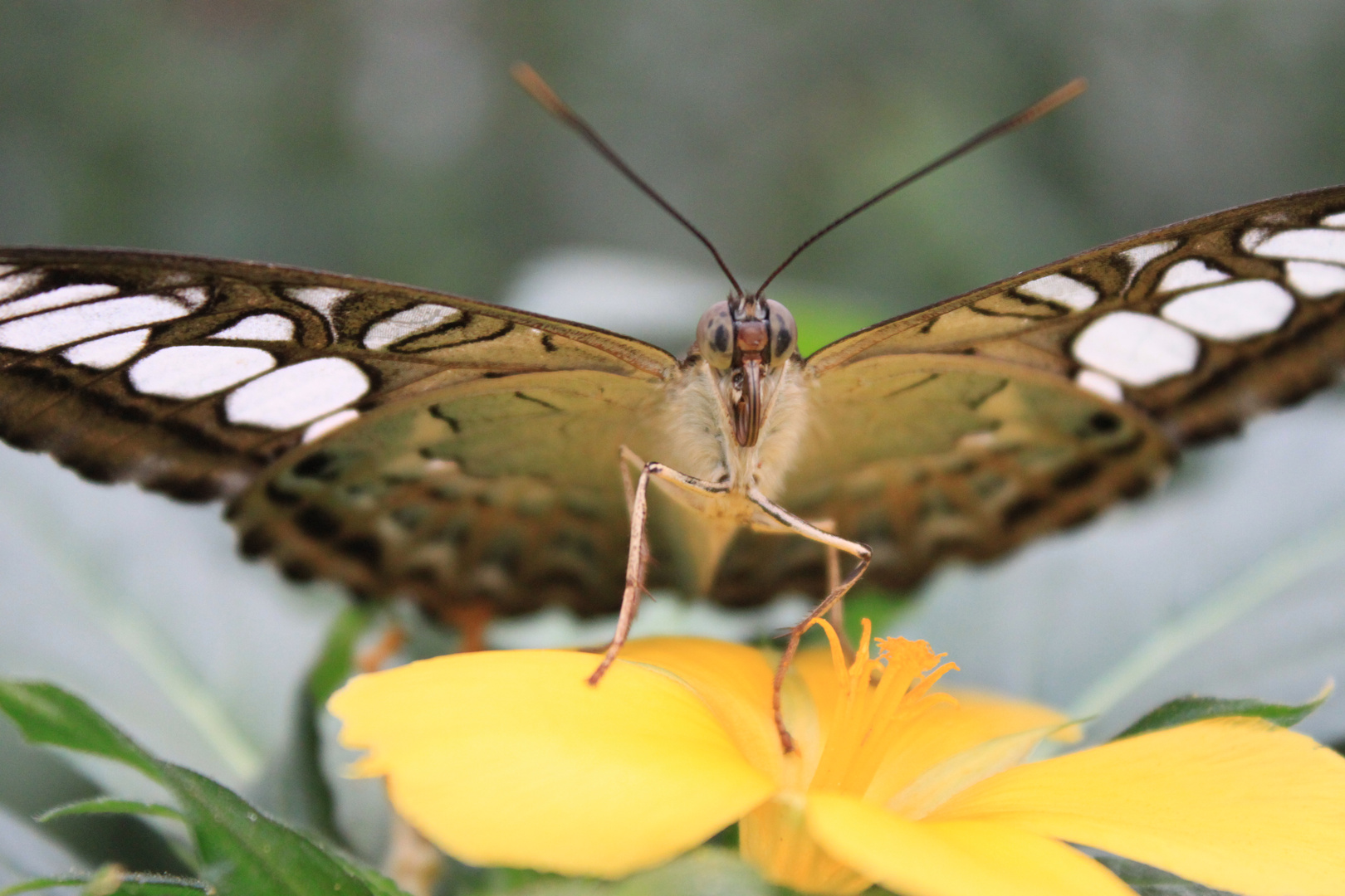 Lepidoptera