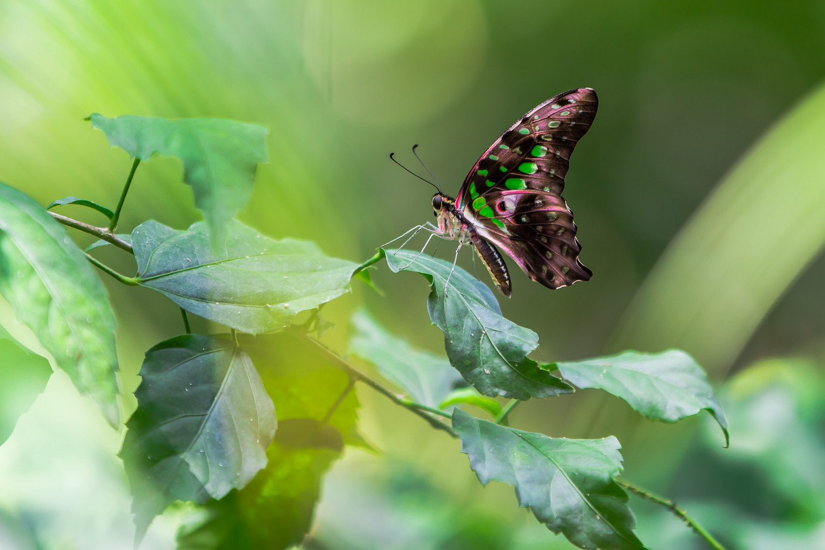 Lepidoptera