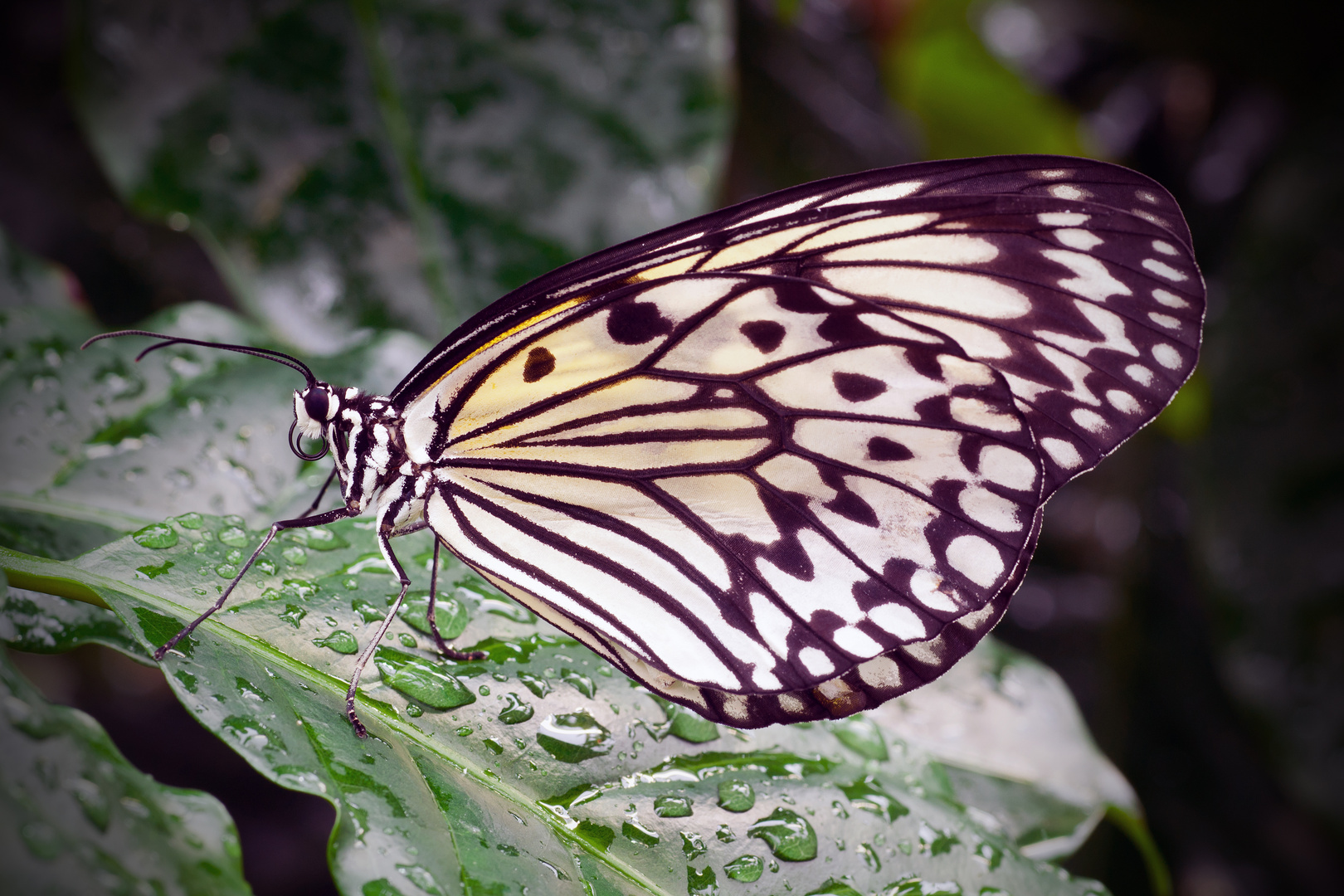 Lepidoptera