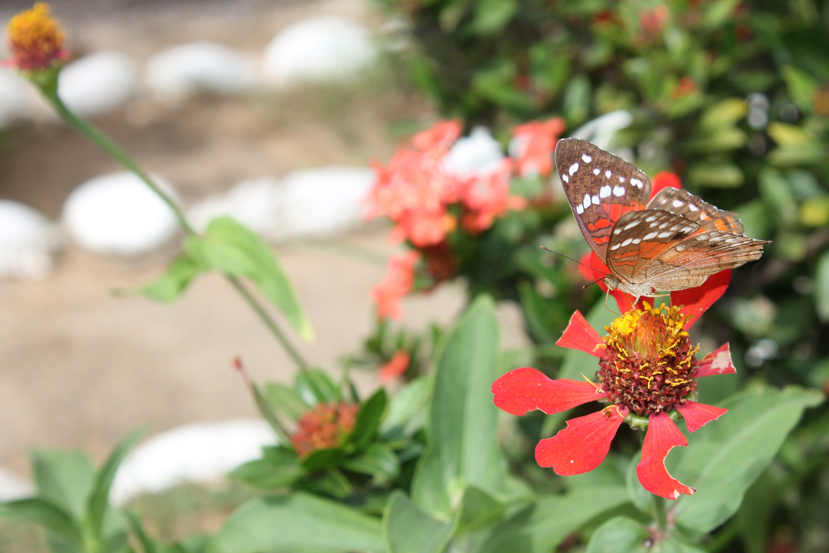 lepidoptera