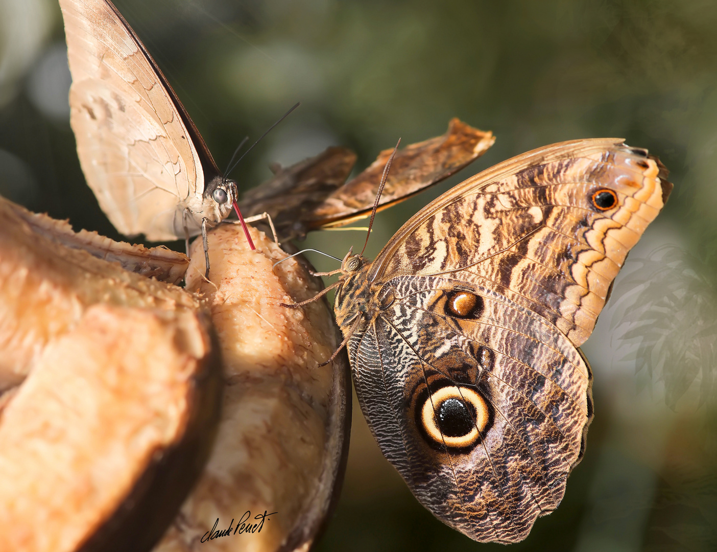 Lepidoptera